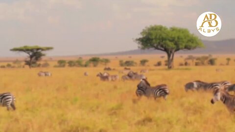 Wildlife Animals | Safari Moments | Forest | Free HD Videos