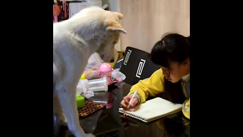 El perrito que vigila que hagas la tarea | Sabías que...