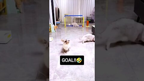 SOCCER CATS 🤣 GOAL!!