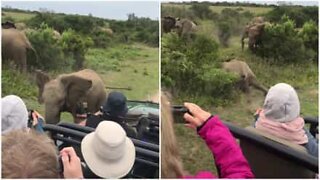 Baby elephant slips next to tourists in South Africa