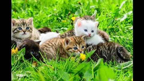 Baby Cats - top engineering colleges in mumbai with cet cut off,| Aww Animals