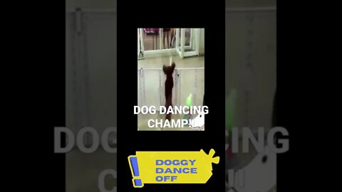 FUNNY DOG DANCING CHAMP #shakeitoff #funnydog #shorts