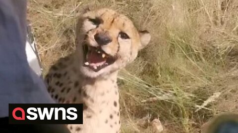 Safari-goers in Namibia have close call with cheetah after it tries to climb into vehicle