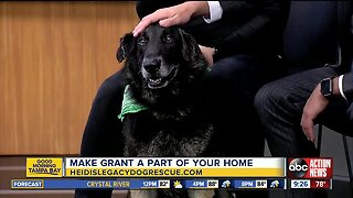 Rescues in Action June 15 | Grant needs forever home