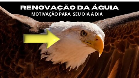 RENOVAÇÃO ÁGUIA LIÇÃO DE VIDA PARA TODOS NÓS LEIA ESSE TEXTO MOTIVACIONAL