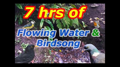 7 hours Relaxing Ambient Flowing Water and Birdsong Sounds
