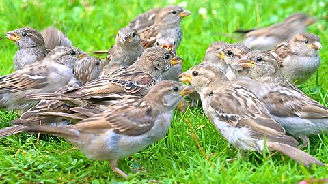 Three More Takes of Close-ups of House Sparrow Mayhem on Green Grass with Chirping
