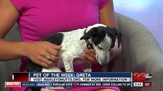 Pet of the Week 1-year-old Greta Doxy mix
