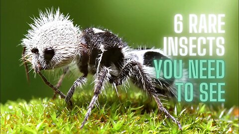 6 Rare Insects You Need to See in Your Lifetime