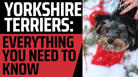 YORKSHIRE TERRIERS: EVERYTHING YOU NEED TO KNOW.