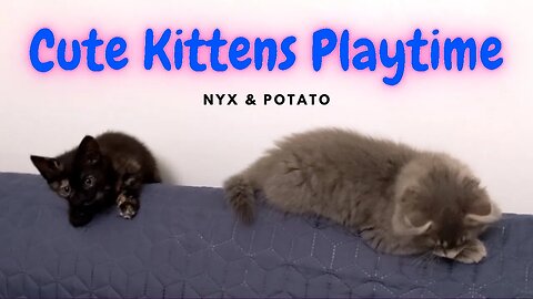 Cute Little Kittens Playing 😺 Maine Coon Mix & Tortoiseshell Cat
