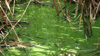 Algal bloom found to release a dangerous type of toxin into the air