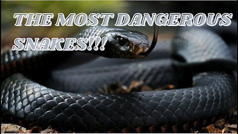 The most dangerous,venomous snakes in the world!