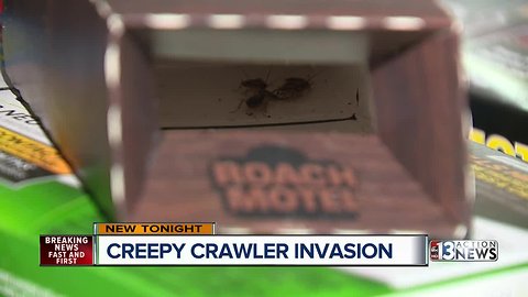 Creepy crawly invasion 'bugs' people living near UNLV