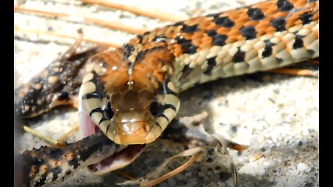 Snake trying to eat a really fat frog!