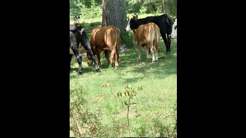 Camera shy cows turn butts to camera