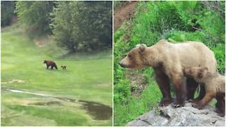 Orsi invadono un campo da golf in Canada