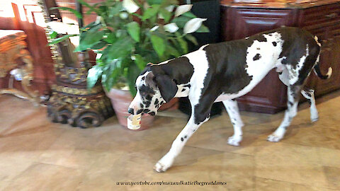 Great Danes Have Fun With Haagen Dazs Ice Cream Container