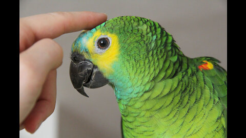 parrot sings Happy Birthday