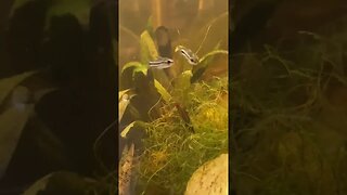 Freshwater aquarium with white cloud mountain minnows, pygmy corydoras and Red Cherry Shrimp.