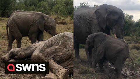 Amusing footage shows mother elephant and her young calf wallowing in mud and breaking wind