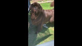 Newfoundland's owner refuses to play after he does this!