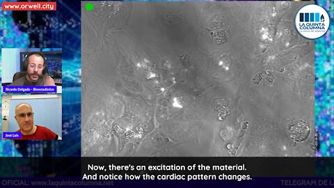 Effect of graphene oxide on myocytes when stimulated by external electromagnetic waves