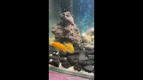 My little fish tank