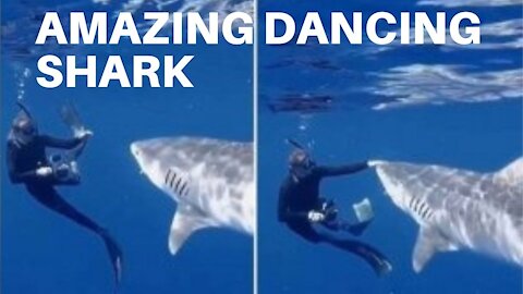 INCREDIBLE, SHARK DANCING WITH THE DIVER
