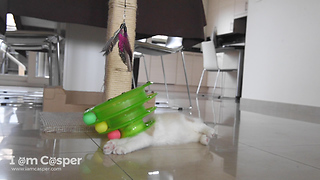 Ragdoll Kitten Binx playing with his favourite green toy