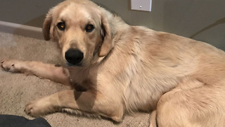 OP dog owners believe Golden Retriever was poisoned
