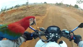 Papagaio acompanha motociclista na sua viagem