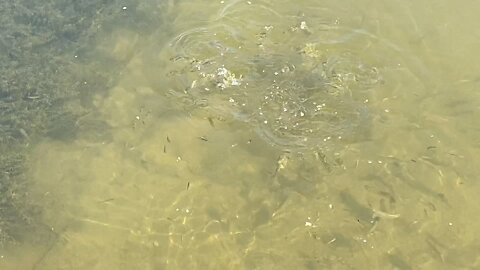 Minnows of the Humber River 74