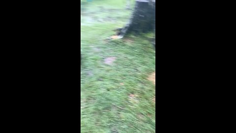 Boston Terrier rainy Zoomies