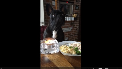 Clever French Bulldog not duped into eating broccoli
