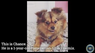 Video shows brazen theft of Pomeranian from Boynton Beach yard