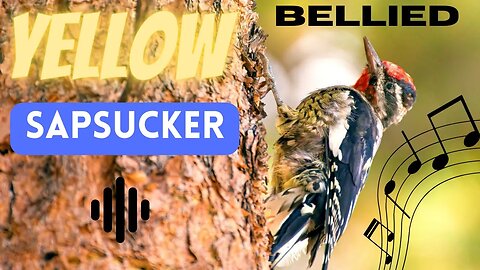 Yellow Bellied Sapsucker Bird sound.