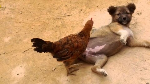 Cute Dogs Playing with Ducks and Chickens 🐶🦆🐤 Funny Animal Video
