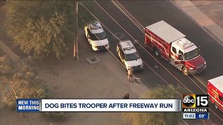 Dog bites trooper after freeway run