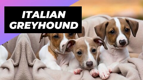 Italian Greyhound 🐶 The Best Lap Dog For Lazy Owners