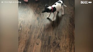 Adorable puppy's hilarious reaction to new collar