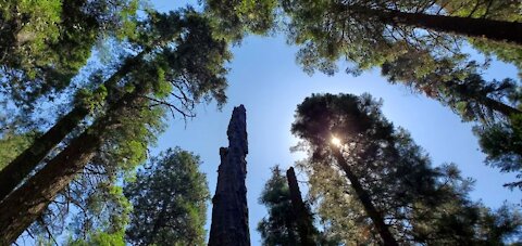 Big Trees of Nelder Grove