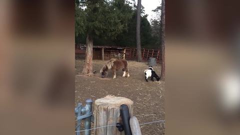 A Baby Goat Jumps on And Off the Back of a Pony