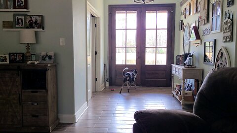 Dog asks to go outside