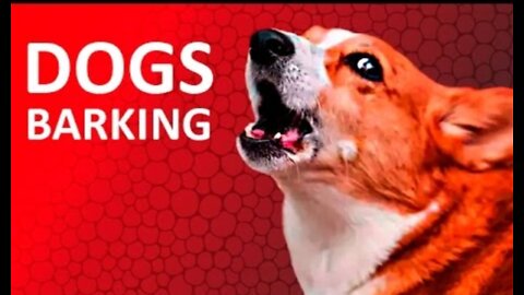 DOGS BARKING to Make your Dog Bark | 11 Dog Breeds Barking Sound Effects HD