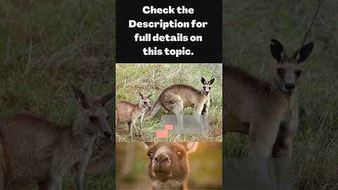 11 Misconceptions About Kangaroos - Let's Set the Record Straight