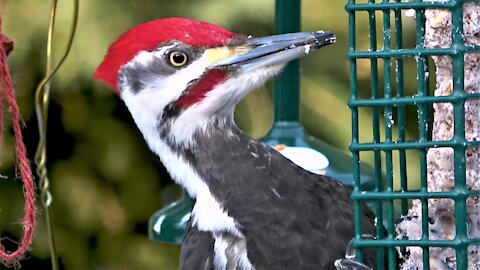 Gigantic woodpecker devours suet cake at backyard feeder