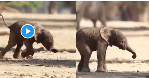 Baby Elephants Endeavor to Stand, Walk Won't Rouse You to Ever Surrender