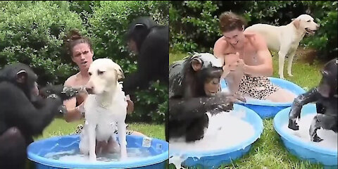 Dog, Monkey and his Owner's Strong Bonding in Bath.
