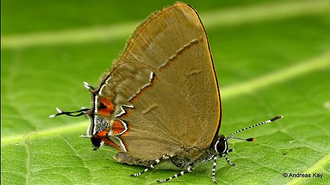 Hairstreak butterfly fools predators with fake head